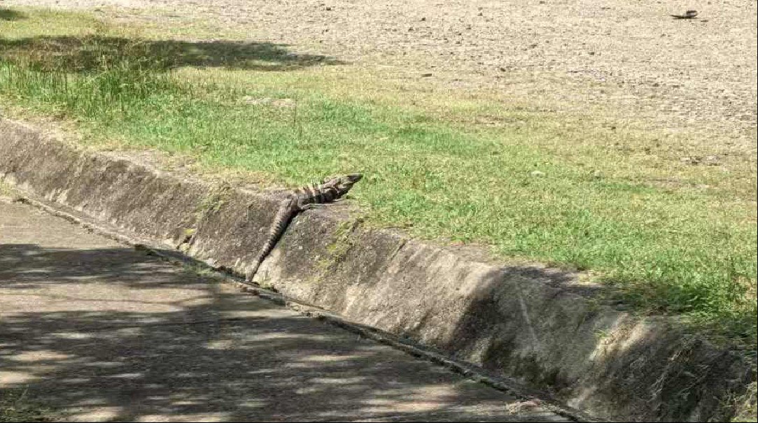 随处可见的蜥蜴