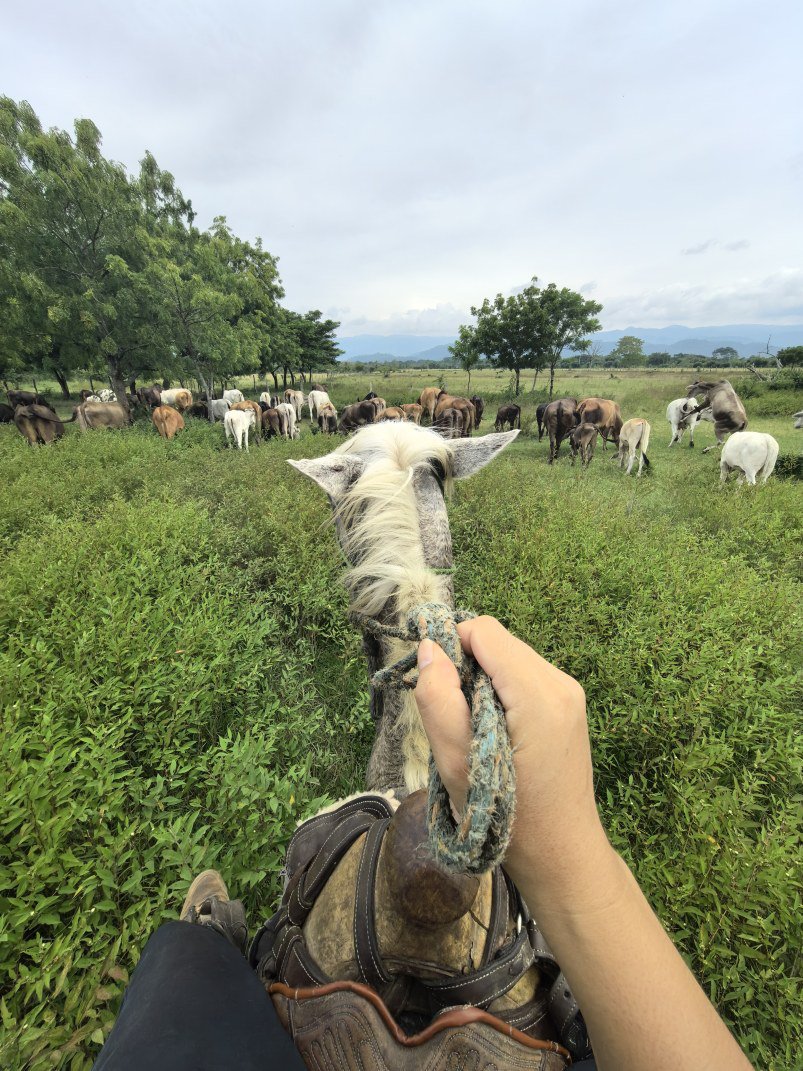学生教我们学会骑马